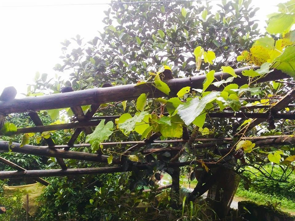 Homestay Moc Chau Bagian luar foto